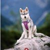 woolly wolf postroj mauve 7