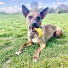 Zee.dog hračka pre psa Super Banana