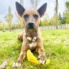 Zee.dog hračka pre psa Super Banana